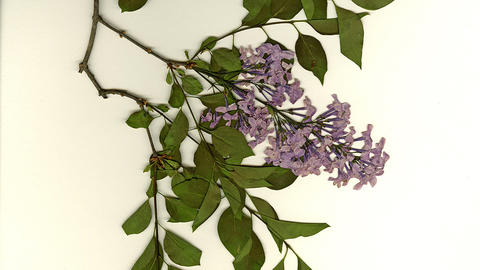 Arnold Arboretum Voucher