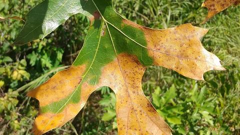 Red Oak