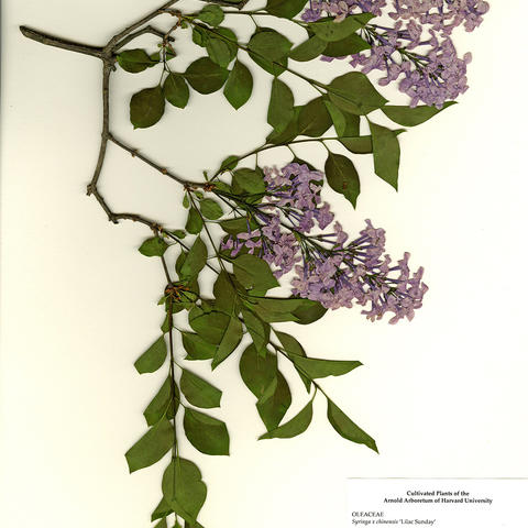 Arnold Arboretum Voucher